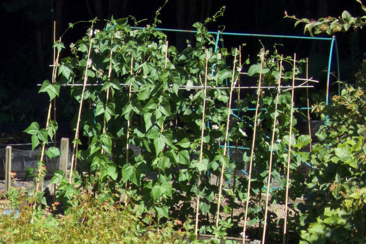 Climbing french beans in flower on bamboo canes