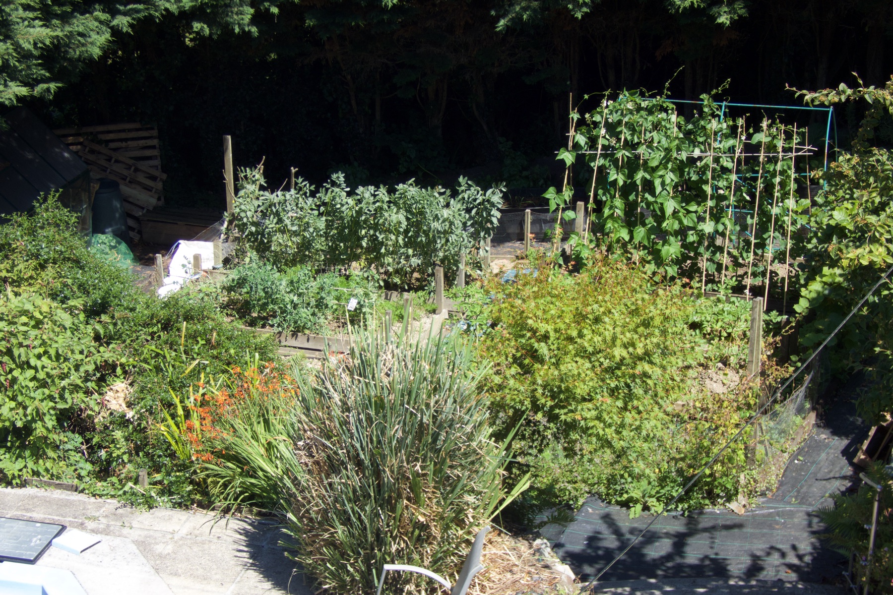 The vegetable beds in high summer, with beans, brassicas and soft fruit